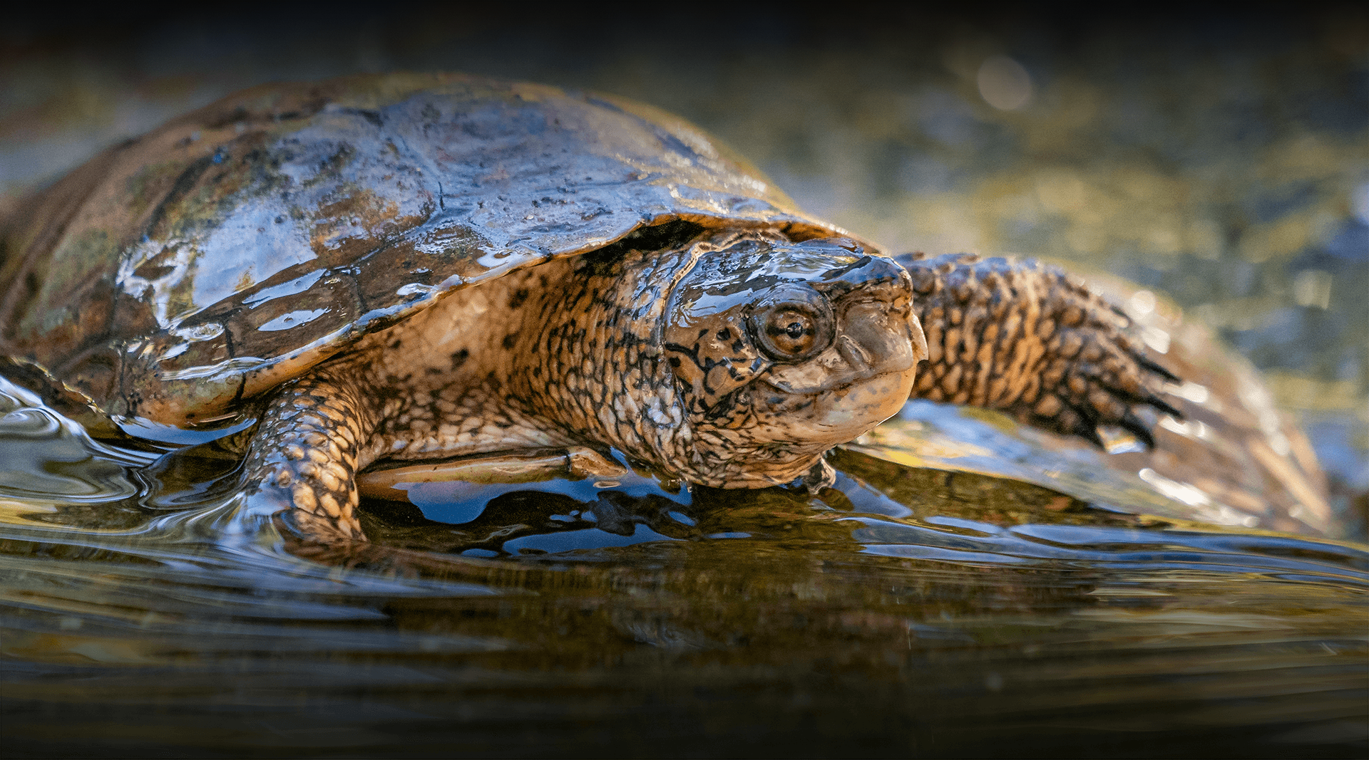 Pond turtle coming out of the water. 