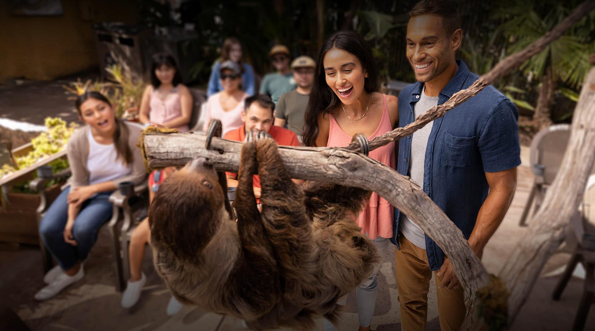 Couple looking at a sloth