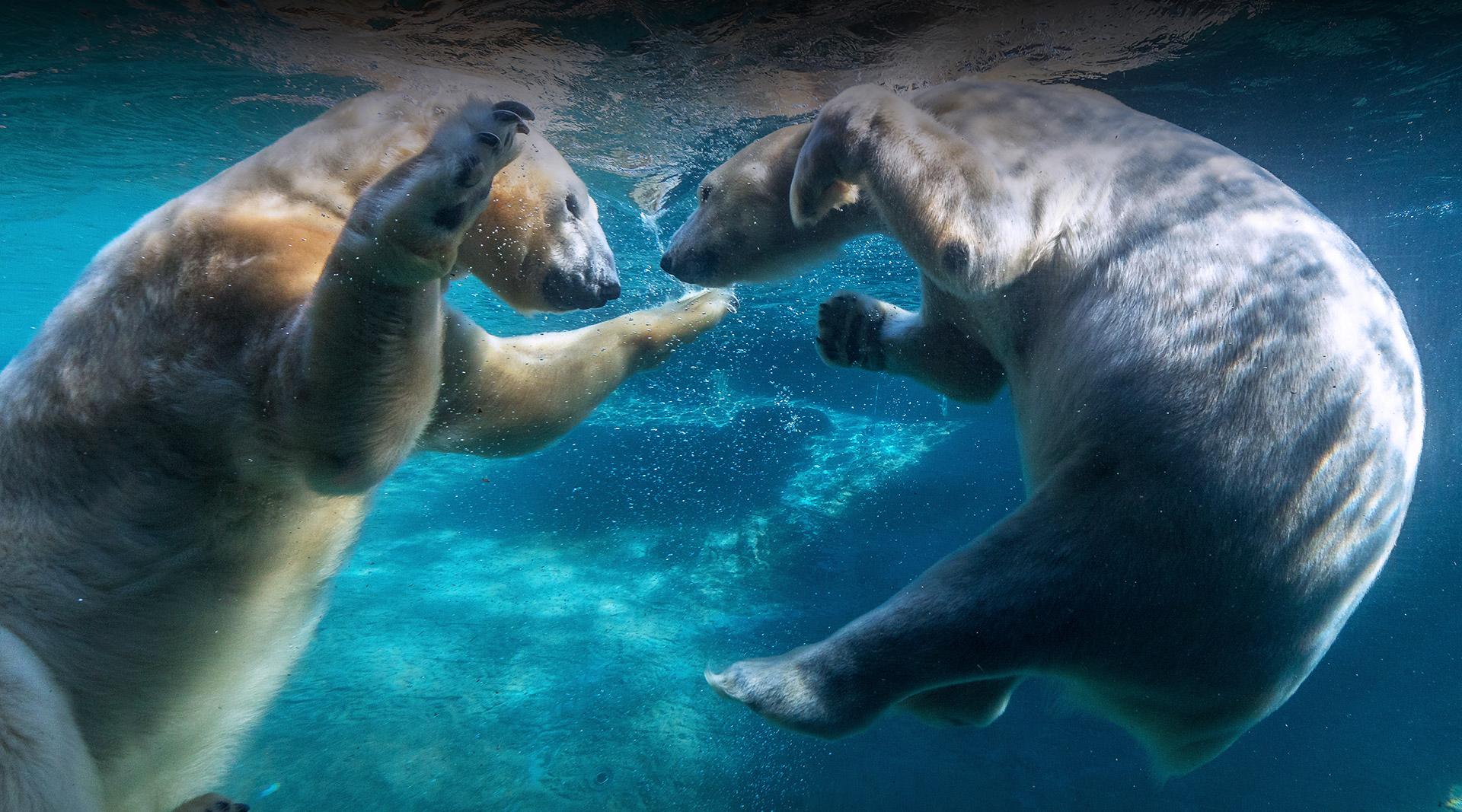 Polar Bears