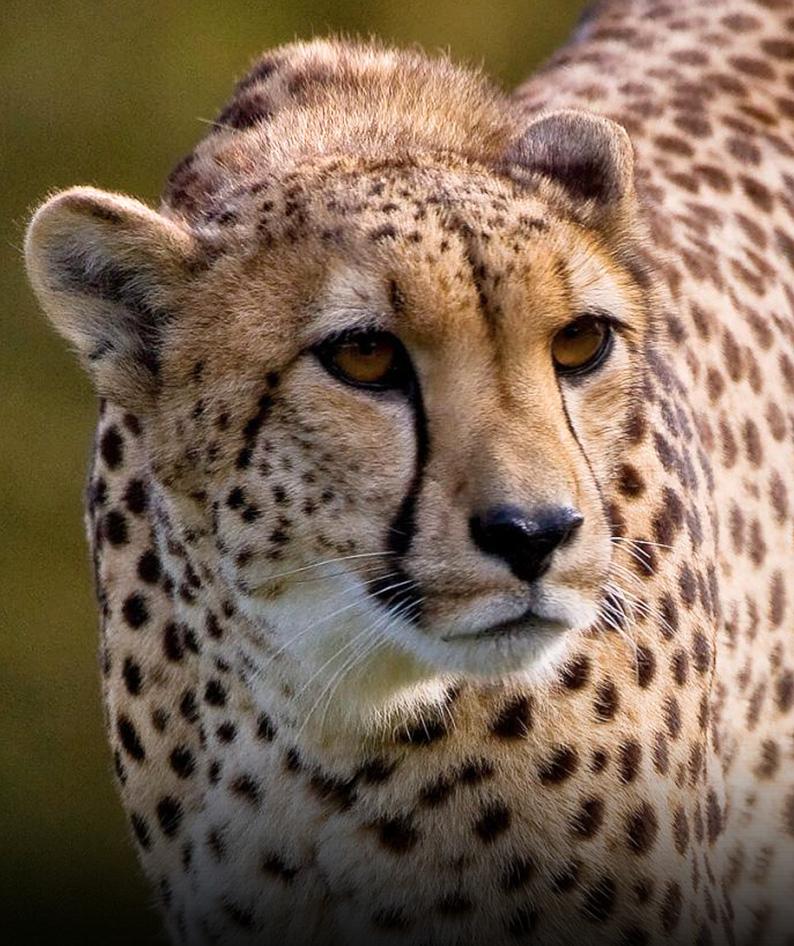 Cheetah