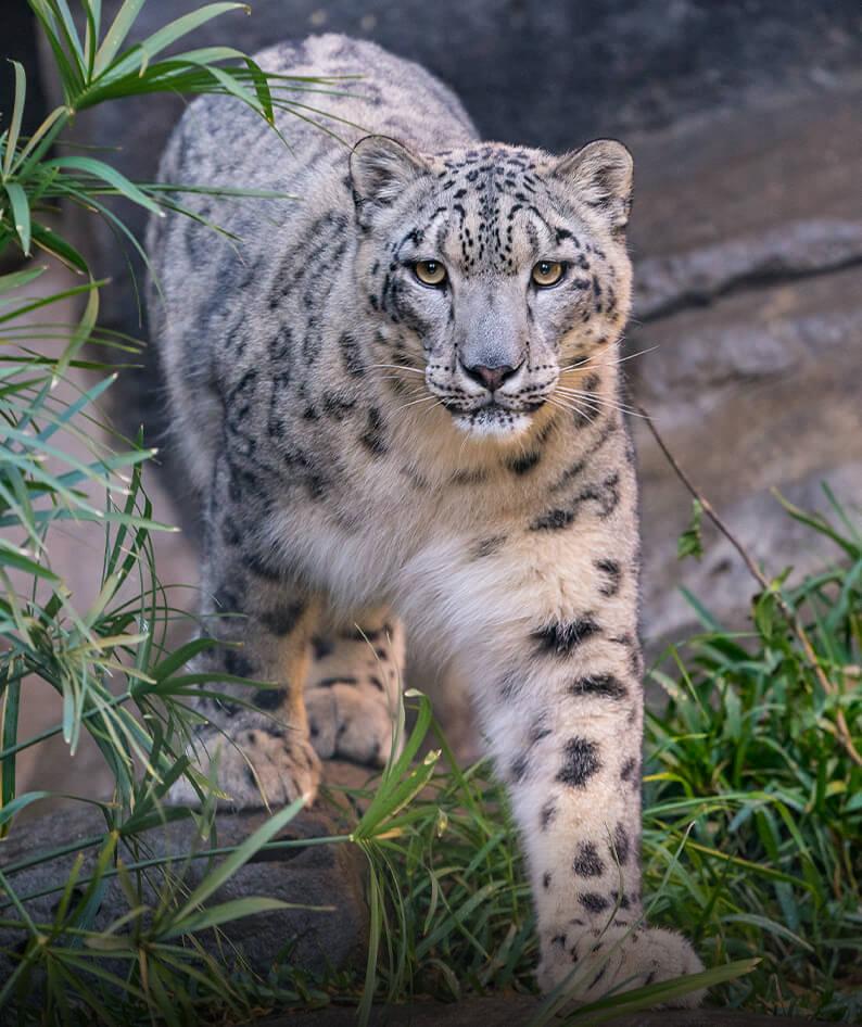 Snow leopard. 