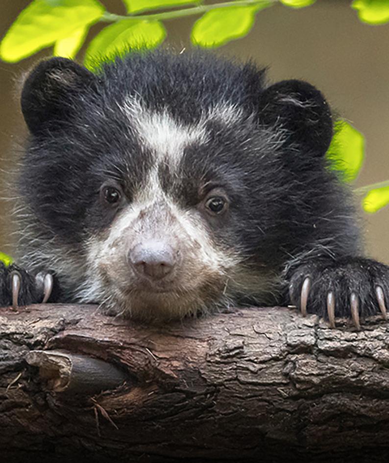 Wildlife Baby Boom