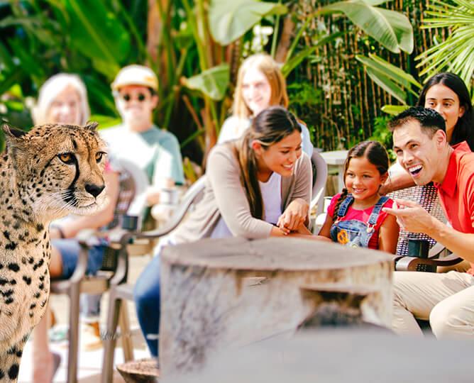 wildlife presentation with a cheetah