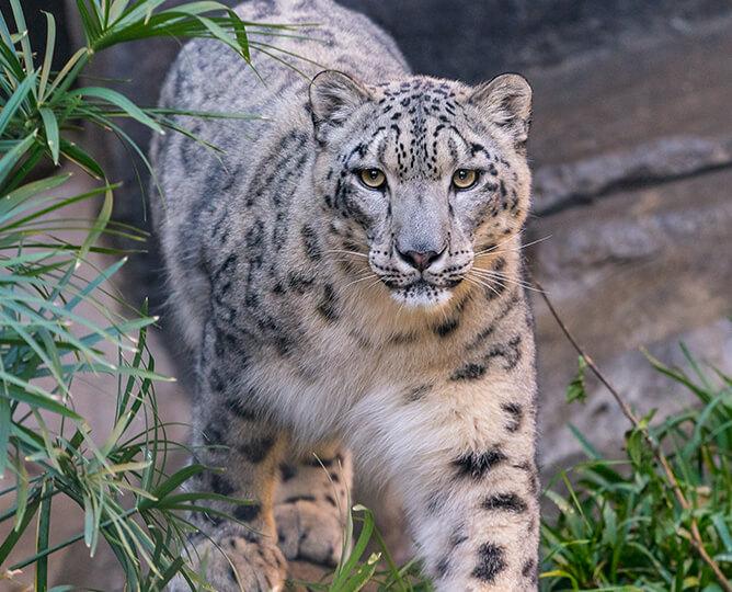 Snow leopard walks twoards the camera.