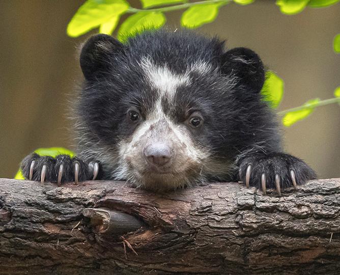 Andean bear cub