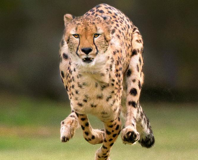 cheetah running
