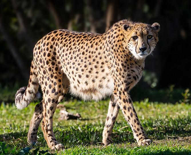 cheetah  