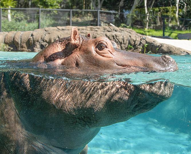 Photo of a hippo with eyes above water