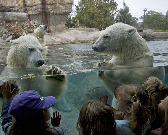 Class watches polar bears 