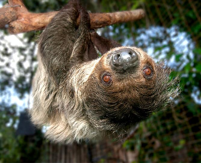 Sloth hanging upside-down