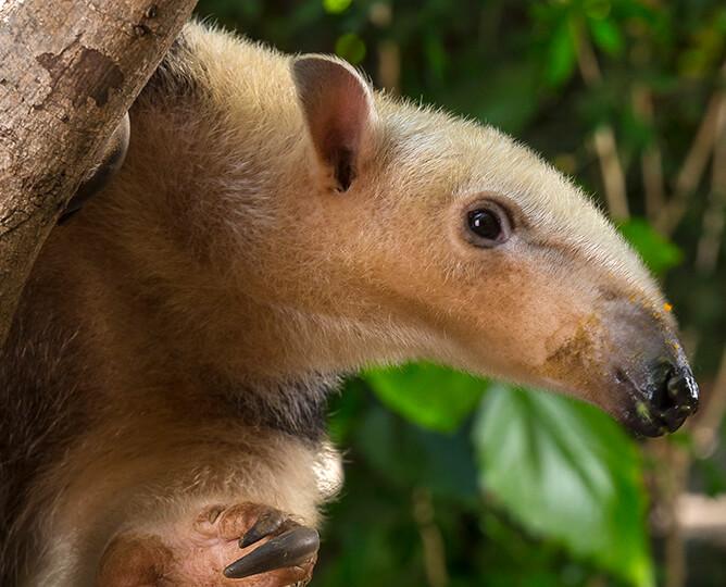 Tamandua