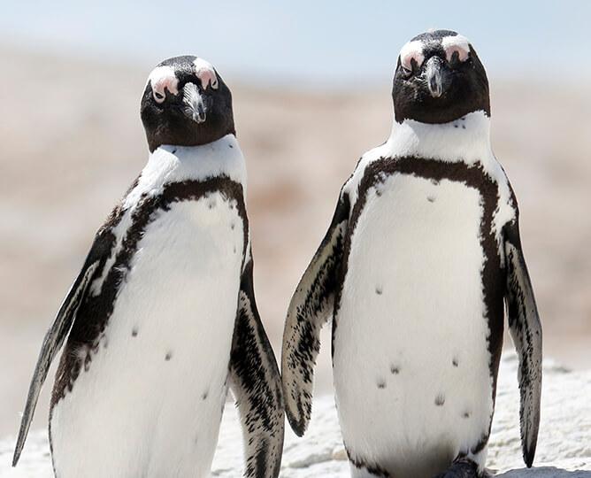 African penguins