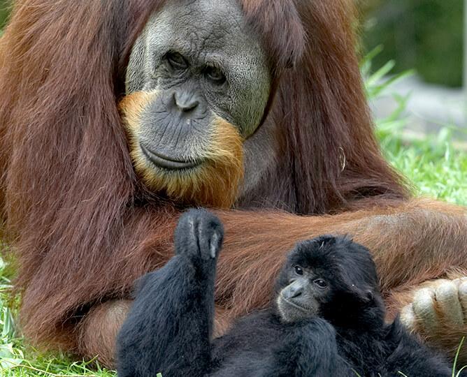 Orangutan and siamang