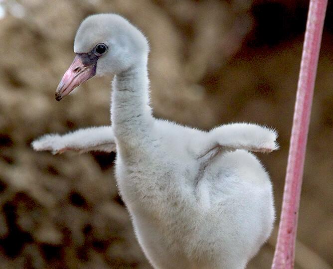 Flamingo chick
