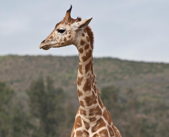 virtual tour of zoo giraffe