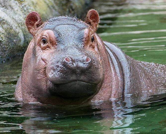 Hippo sticking its head out of a pool. 