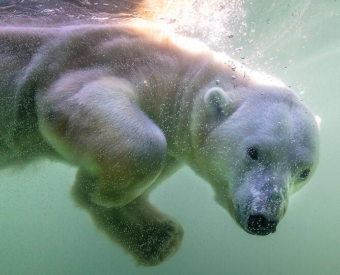 Polar Bear Underwater
