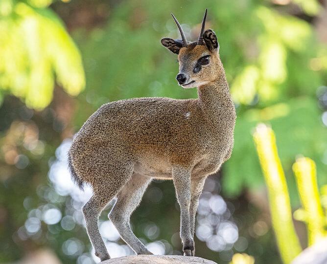 Animals native to san deals diego