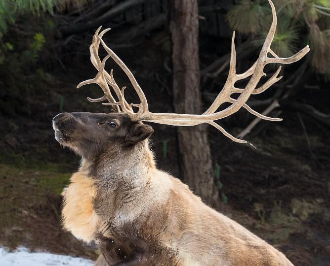Reindeer jumping in the snow