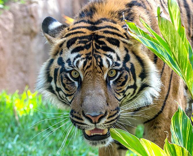 Live Cameras | San Diego Zoo Live Cameras | San Diego Zoo