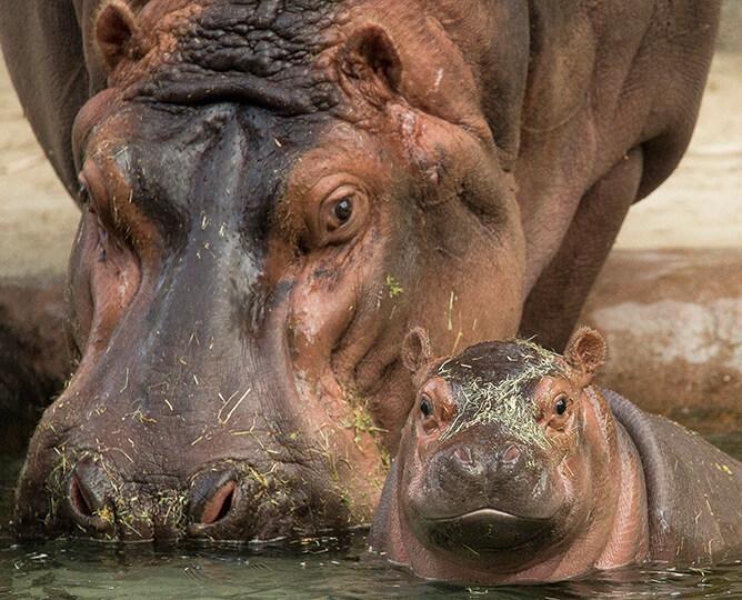 hippo mom and calf