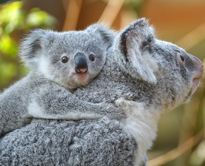 Koala Cam