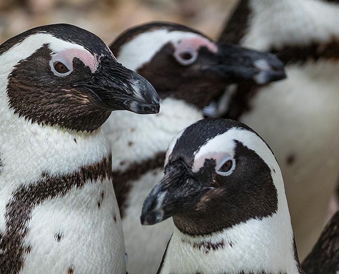 Live Cameras | San Diego Zoo Live Cameras | San Diego Zoo