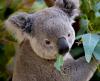 Koala eating a eucalyptus leaf