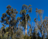 Australian gardens at San Diego Zoo