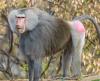 Hamadryas Baboon standing looking left.