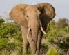 African elephant