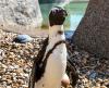 Penguin standing, looking right