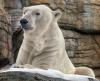 polar bear