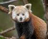 Red panda stands on a branch and looks at camera. 