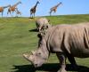 Southern white rhinos and giraffes out in a field of grass.