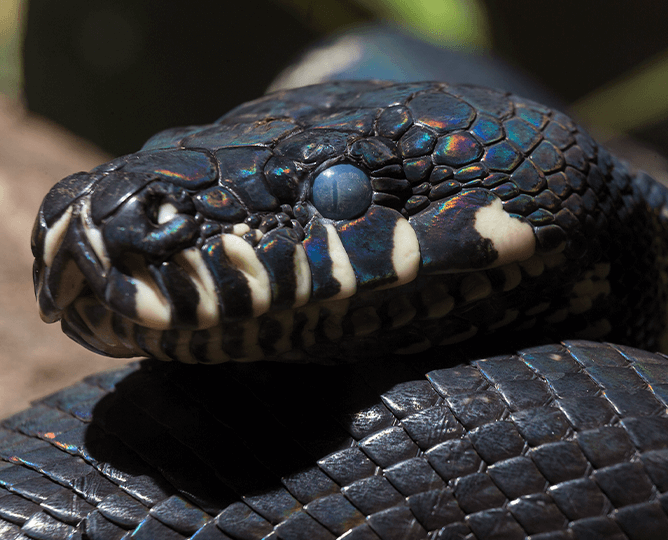 Snake