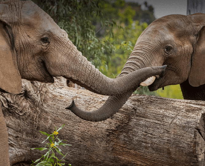 Elephant Update | San Diego Zoo