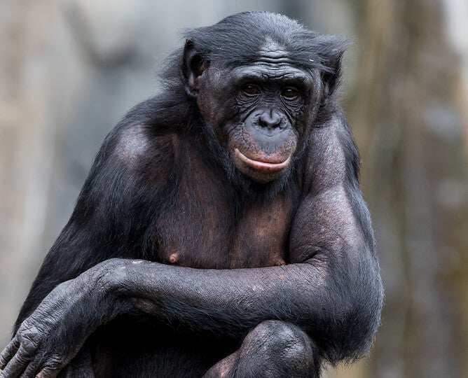 Monkey  San Diego Zoo Animals & Plants