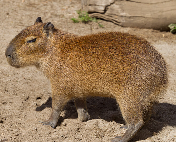 Capybara | San Diego Zoo