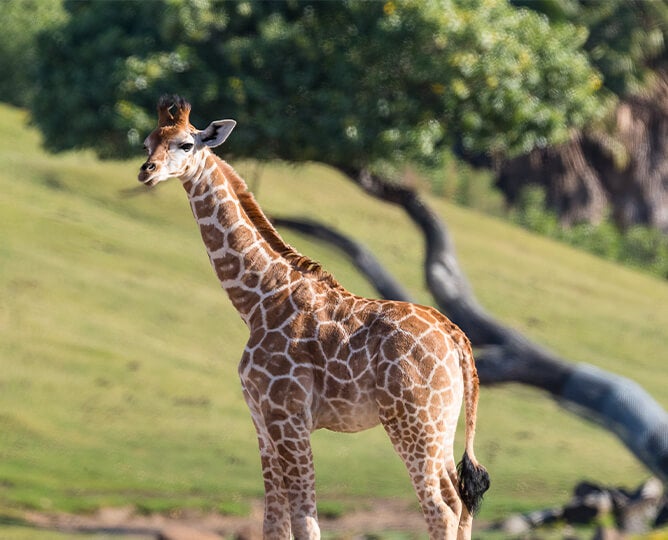 Giraffe San Diego Zoo