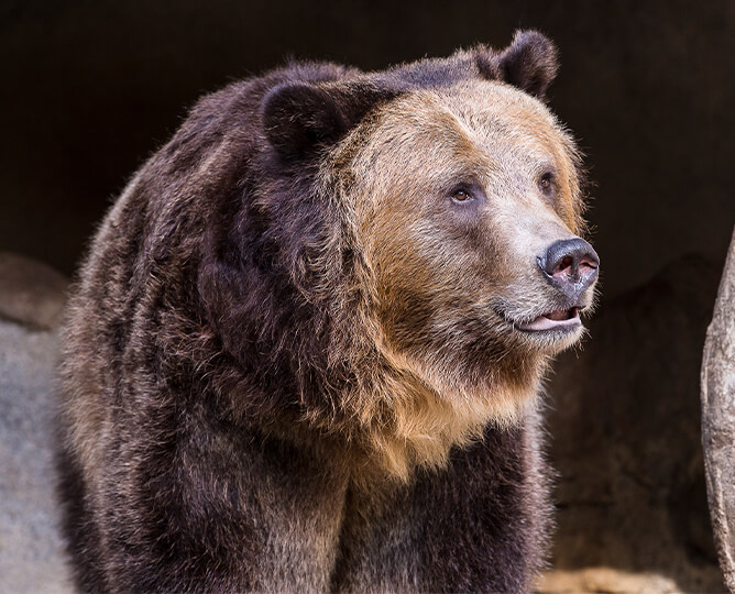 Grizzly Bear | San Diego Zoo