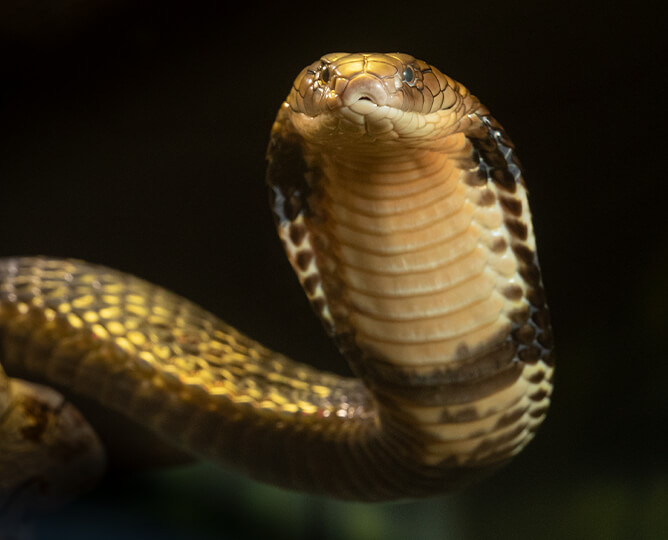 King cobra  Smithsonian's National Zoo and Conservation Biology Institute