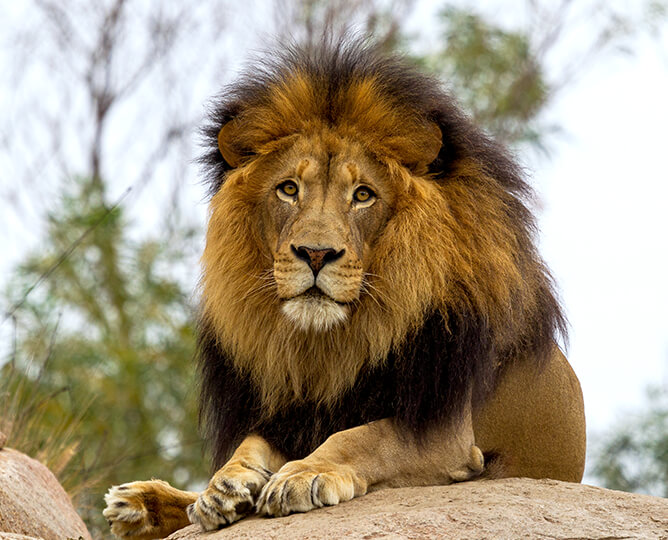Lion | San Diego Zoo