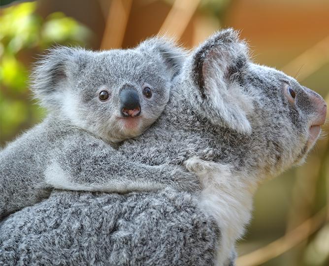 Baby koala weigh-in: San Diego Zoo joey Koalacam check-up gives cute koala  a weigh-in (VIDEO).