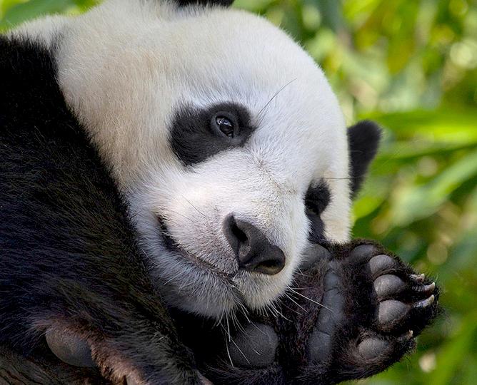 Panda Cam Archive | San Diego Zoo