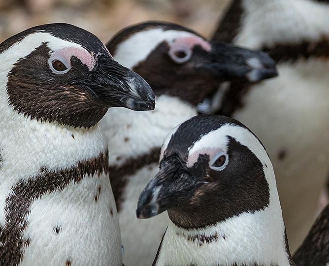 Penguin Cam | San Diego Zoo