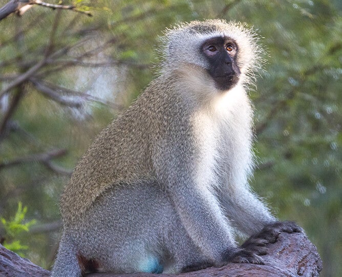 Monkey  San Diego Zoo